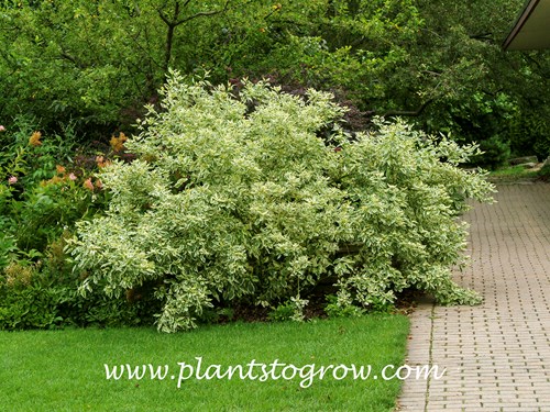 Silver and Gold Dogwood (Cornus stolonifera)